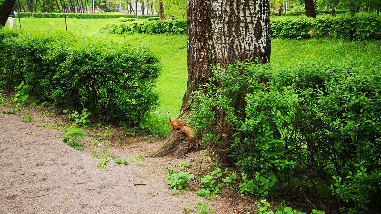 squirrel by gravel pathway