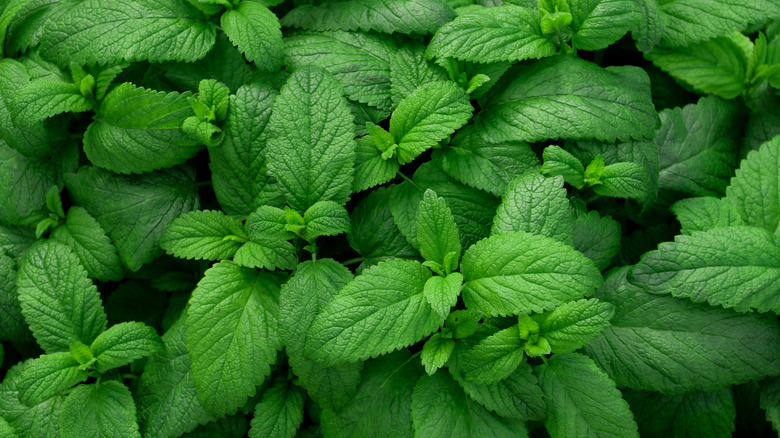 Mint plant