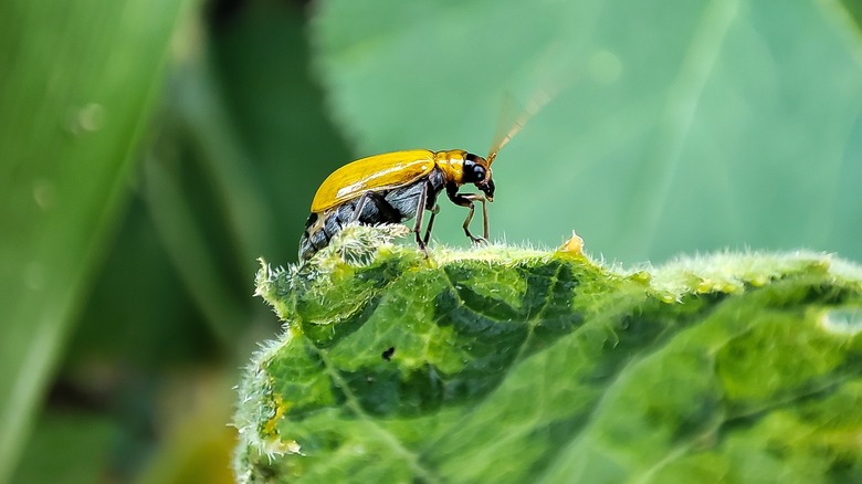 Squash bug on pumpkin plant