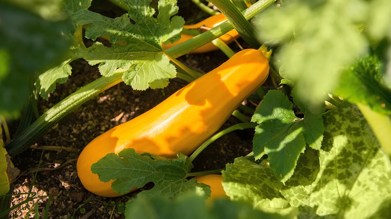 Yellow squash plant