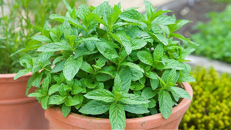 Pot of fresh mint