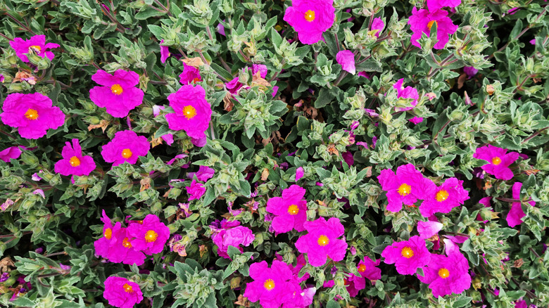 flowering rock rose