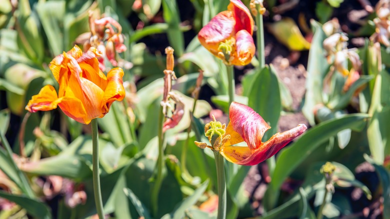 wilted tulips