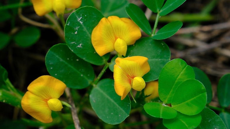 Closeup of yellow flowers on peanut grass