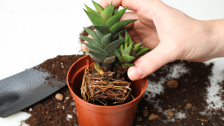 placing succulent in pot