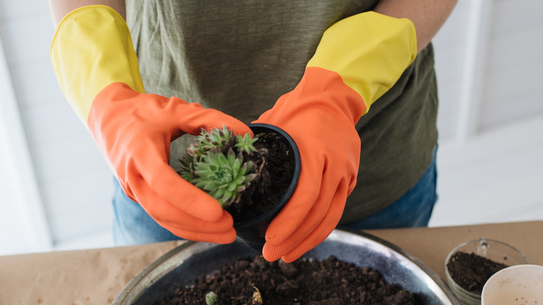 Pulling succulent out of planter