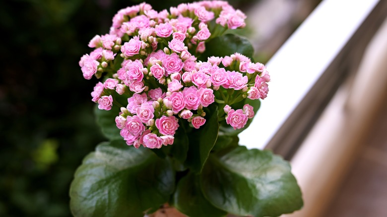 Pink flowers in pot