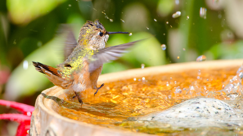 hummingbird bathing 