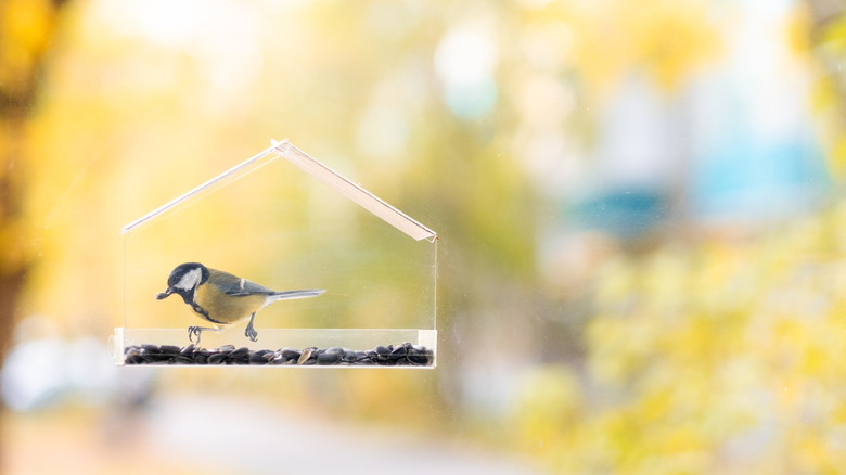 A small black, white, gray, and yellow bird eating seed from window feeder