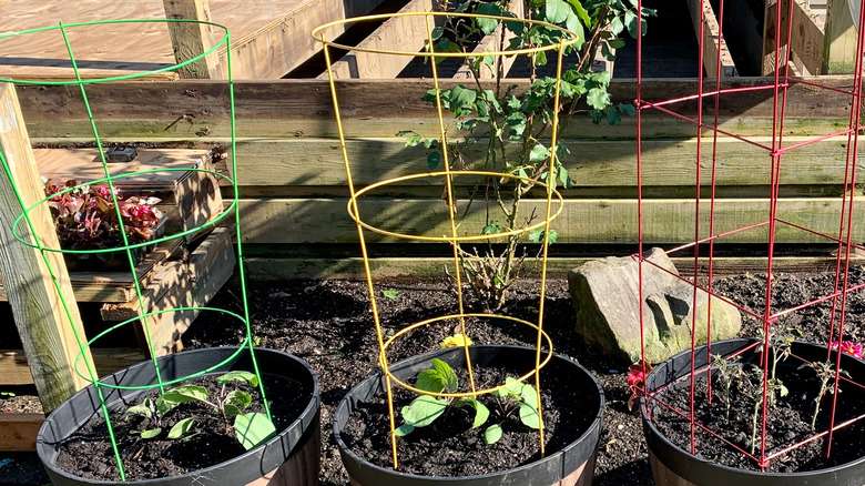 Colorful tomato cages in planters