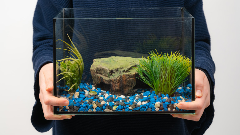 Person holding an aquarium with gravel and props but no water or fish