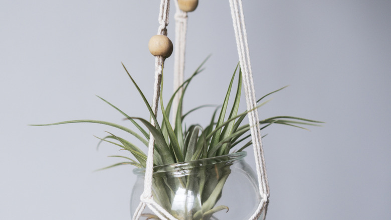 Wooden beads on the strings of a macrame hanging plant holder.