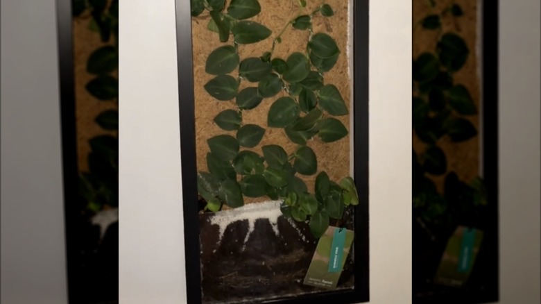 Using shadow box as a trellis or support for vertical climbing plants