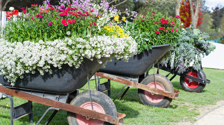 wheelbarrow planters with flowers