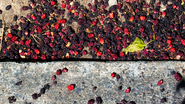 ripe mulberries falling on sidewalk