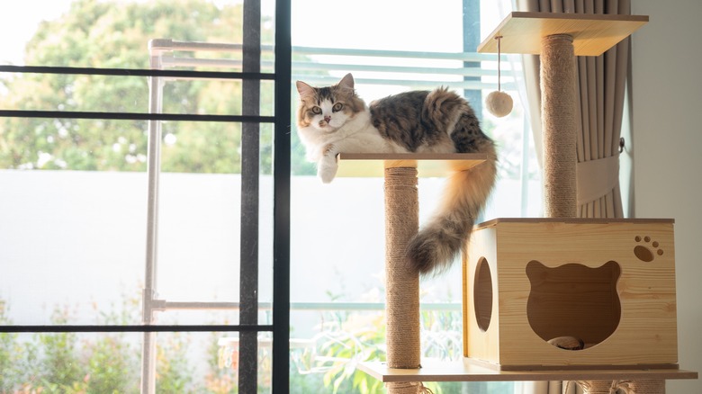 cute cat sitting on cat tree