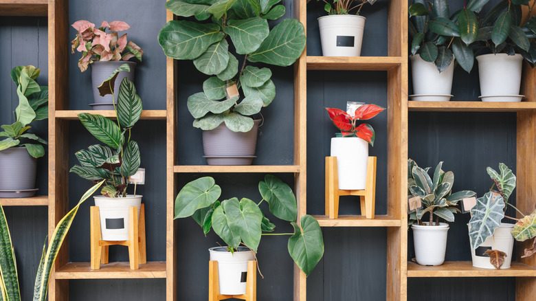 A large wooden plant stand housing various potted plants along a dark wall.