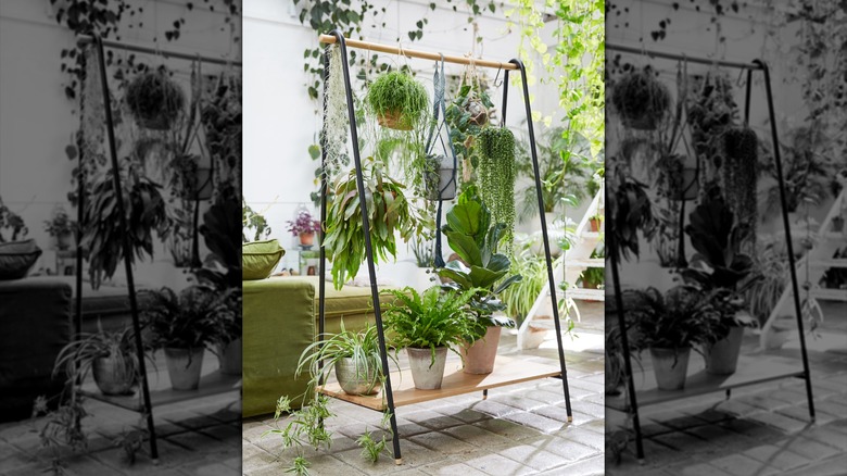 A minimalist plant stand holds three plants on a shelf and several hanging plants from a dowel.