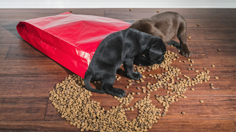 puppies eating kibble