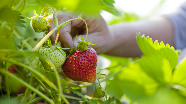 Hand picking strawberry from plant