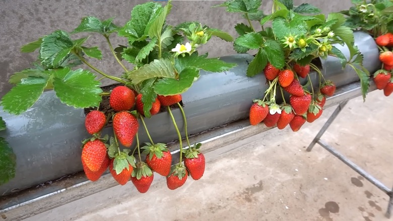 Strawberries grown in PVC pipe