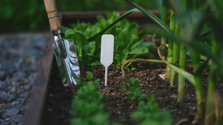 raised herb garden with trowel