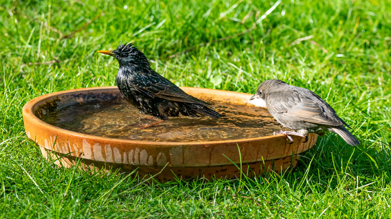 birds in terra cotta birdbath