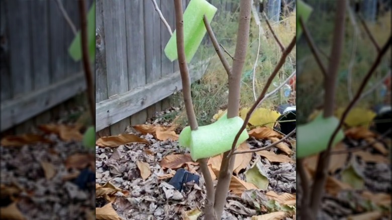 pool noodles on young tree branches