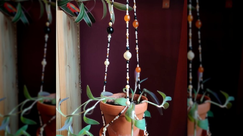 Plant with beaded chain