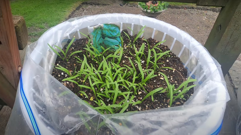 plants in a laundry basket