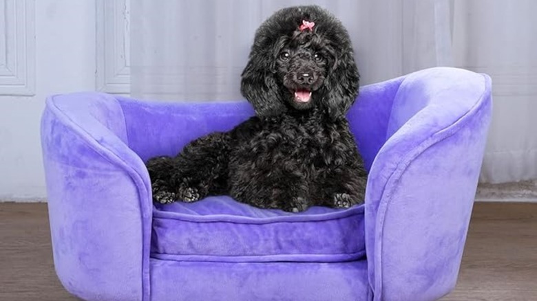 Dog on a luxury pet bed