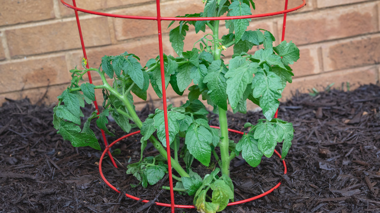 Tomato plant in tomato cage