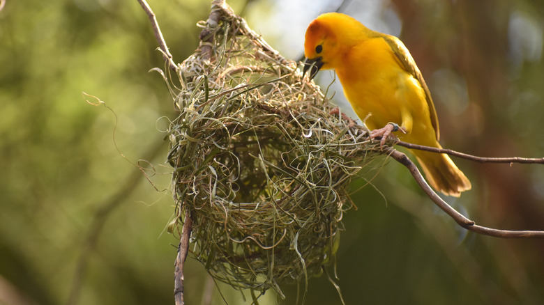 yellow bird building nest