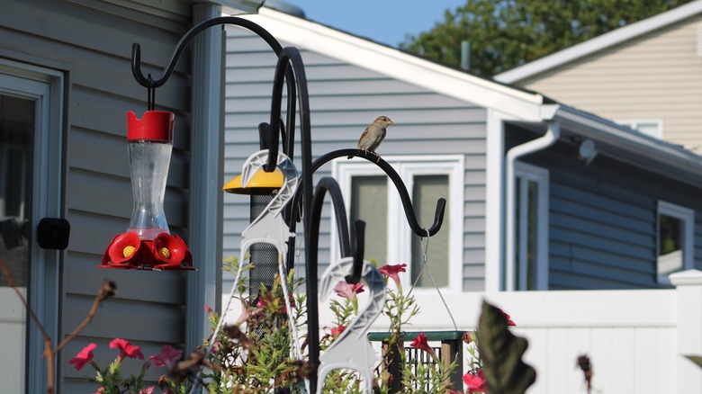 shepherd's hook with bird feeders