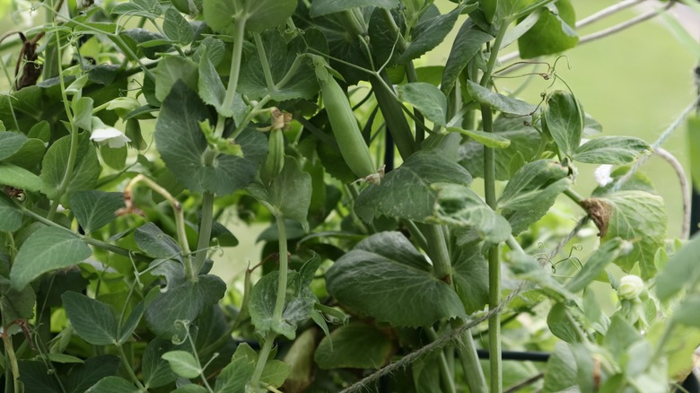 sugar snap peas on twine trellis