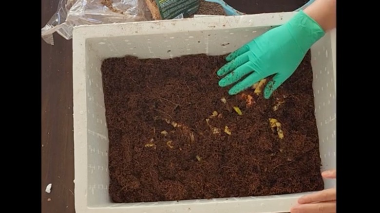 styrofoam worm compost bin