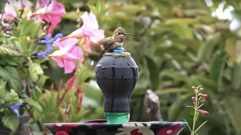 hummingbird bathing in DIY fountain