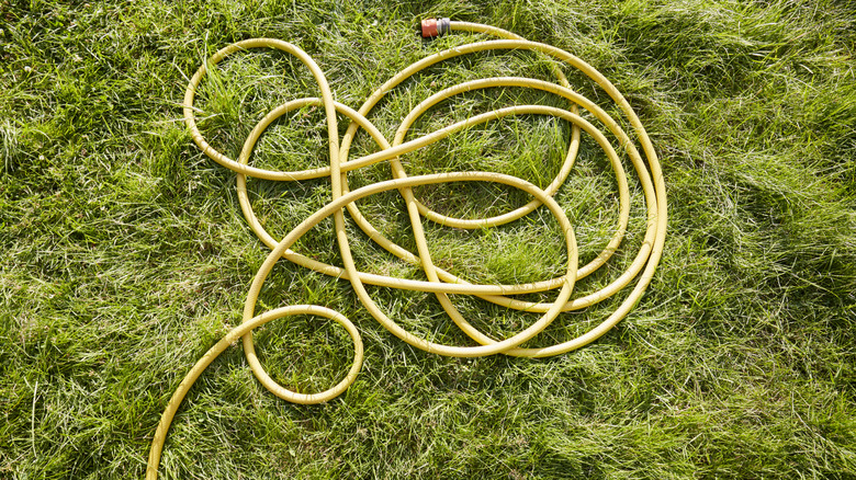 garden hose in yard