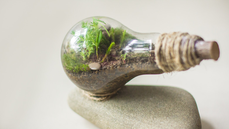 A lightbulb terrarium glued to a rock serves as tabletop decor.