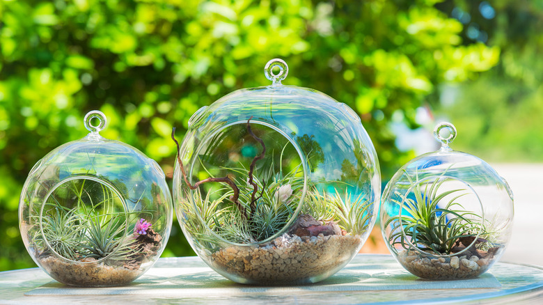 Three terrariums with air plants are sitting on a small table.