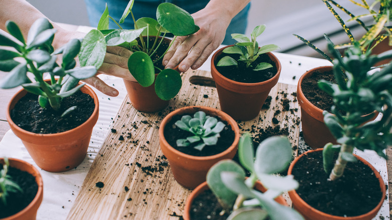 person potting plants