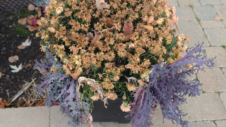 An outdoor planter with dead mums