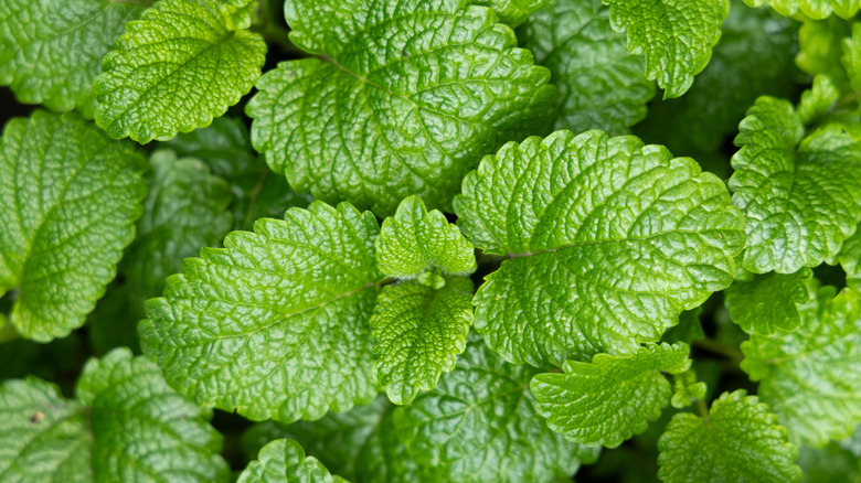 An up close view of mint leaves