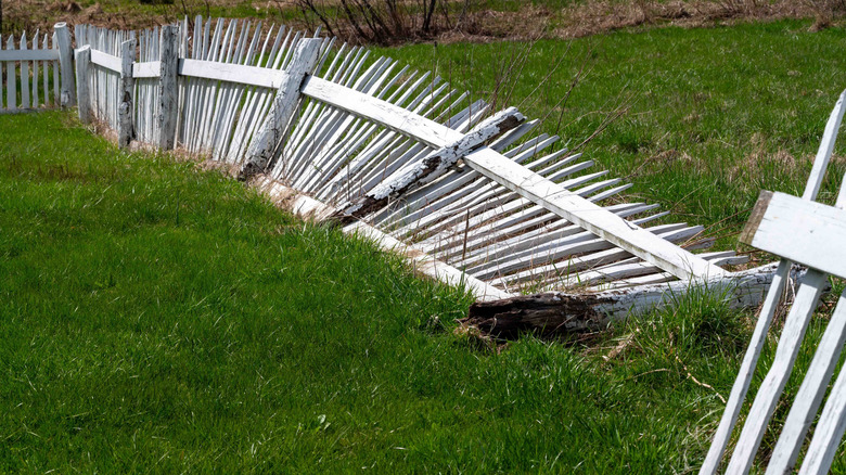 Broken white picket fence in grass