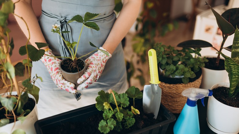 person holding houseplant