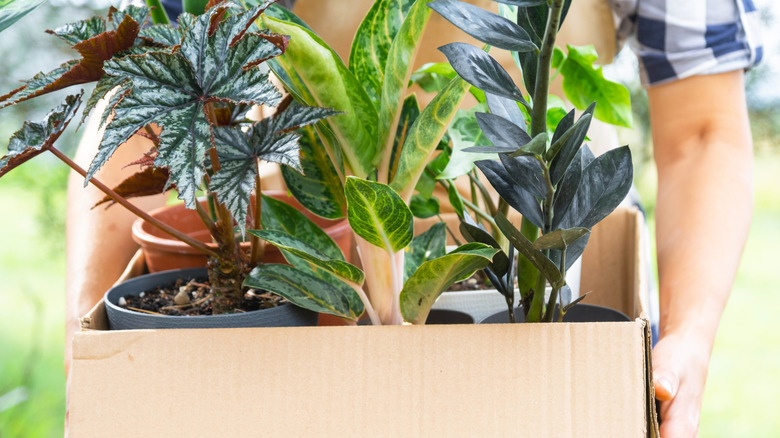 A person holding a box of houseplants