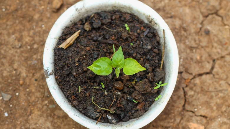 Seedling growing in white styrofoam cup