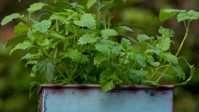 Turquoise tin pot with mint