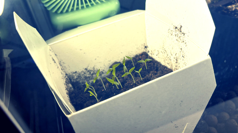 Chinese food takeout container with seedlings