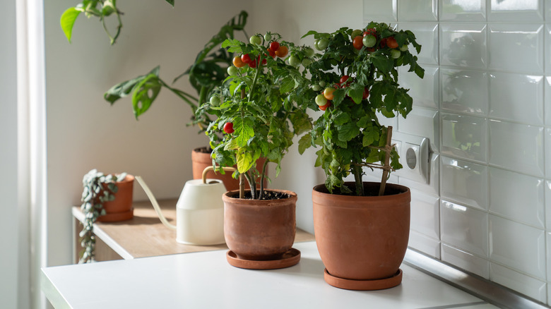 Two small indoor tomato plants in pots on a countertop